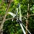 Ventool 120' - 160' Telescoplc Tree Pruners, Extensible Tree Trimmers